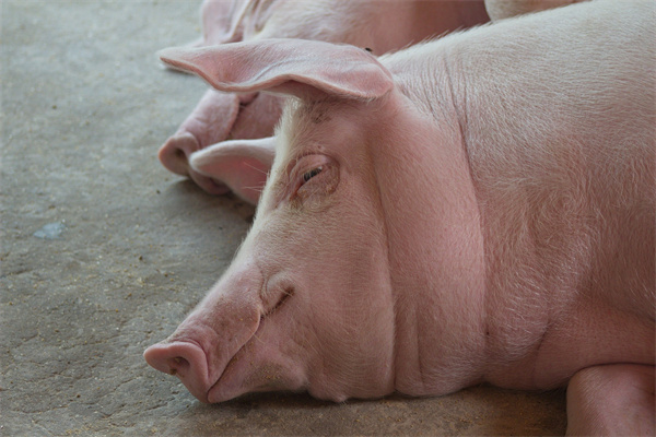 2024第三届生猪产业智能化装备与数字化管理大会专家报告PPT合集（共9套打包）