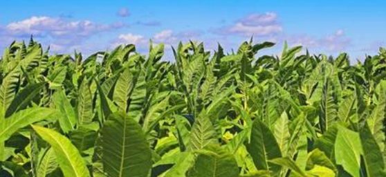 2025年烟草行业报告合集（共34套打包）