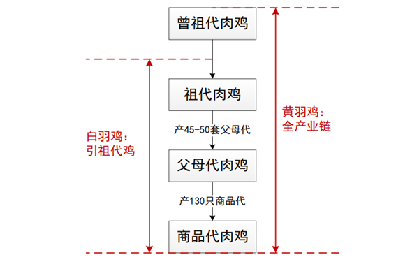 鸡肉行业分析，产业链及世界鸡肉生产与消费情况介绍