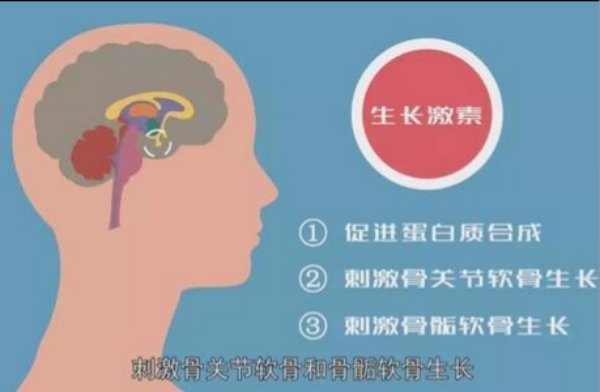 什么是生长激素？多少钱一针？作用和行业发展介绍