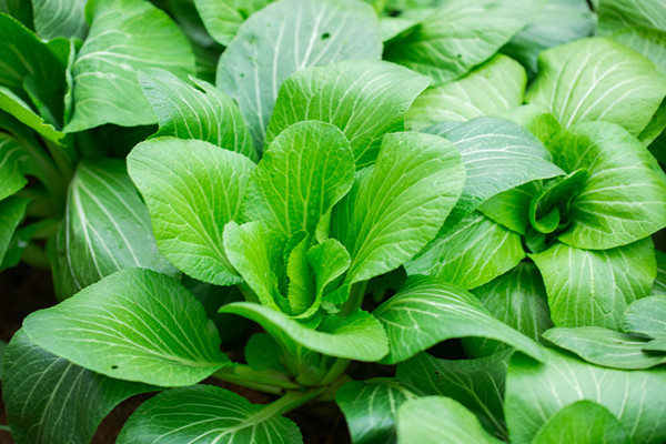 蔬菜价格大涨，疯涨的原因是什么？何时能下降？