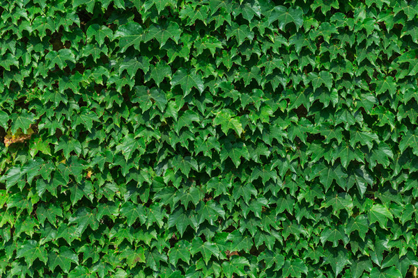 什么是垂直绿化？垂直绿化带来的经济效益有哪些？