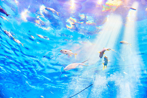 什么是海洋资源？保护措施有哪些？