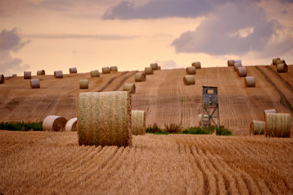 什么是集体土地？类型有哪些？和国有土地的区别一览