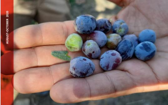 世界粮食计划署：2021年新冠疫情对伊拉克粮食安全的影响报告