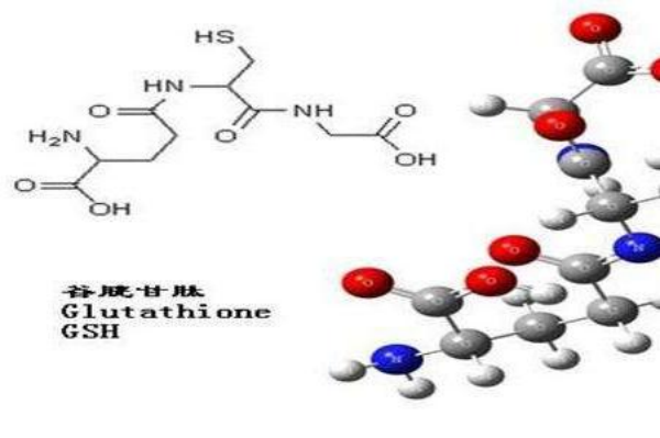 谷胱甘肽是什么？起什么作用？应用领域介绍
