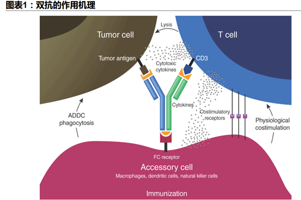什么是双特异性抗体(双抗)？分类有哪些？作用机制是怎样的？