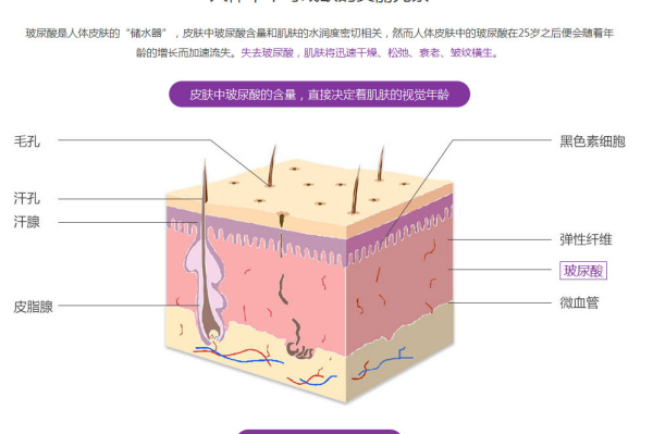 玻尿酸是什么？作用与功效有哪些？应用场景介绍
