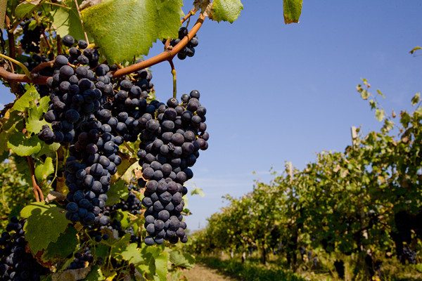 什么是农资？农资行业现状一览