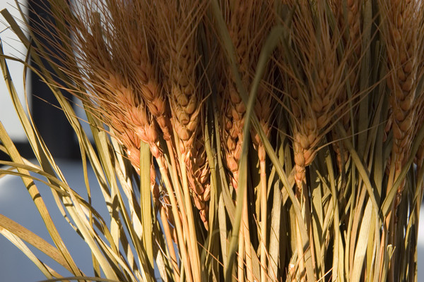 秸秆发电是什么？流程有哪些？效益分析