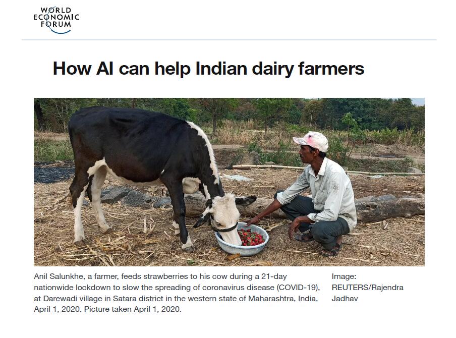 世界经济论坛：人工智能如何帮助印度奶农
