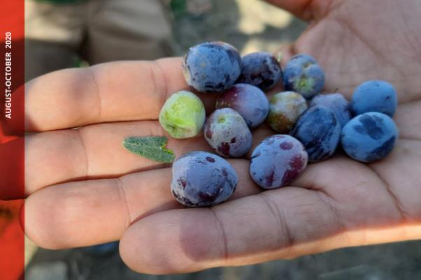 世界粮食计划署：新冠疫情对伊拉克粮食有什么影响？如何应对？