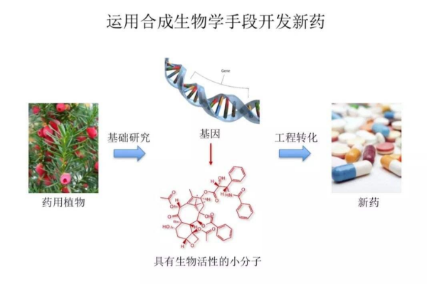 合成生物学公司有哪些？国内外典型的合成生物学企业一览