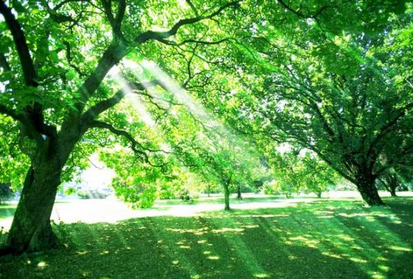 什么是大树理论？给人们哪些启示？