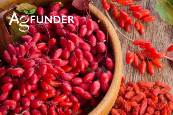Agfunder发布2021年中国农产品投资报告：中国农业食品初创公司投资增长66.1%，全球增长34.5%
