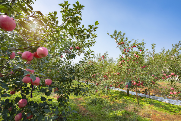 家庭农场的概念是什么？与合作社的区别有哪些？