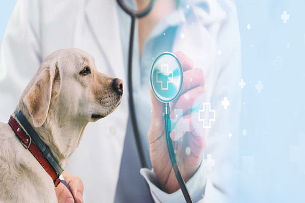 宠物医疗怎么样？数量及SWTO分析