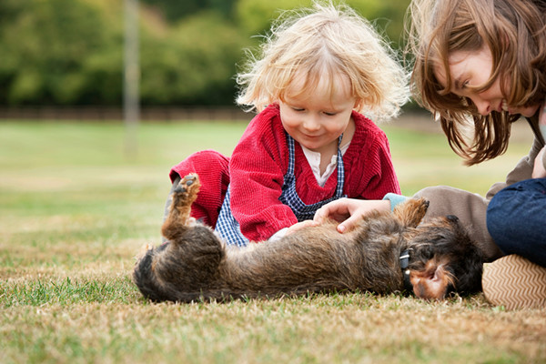 中国宠物行业政策一览