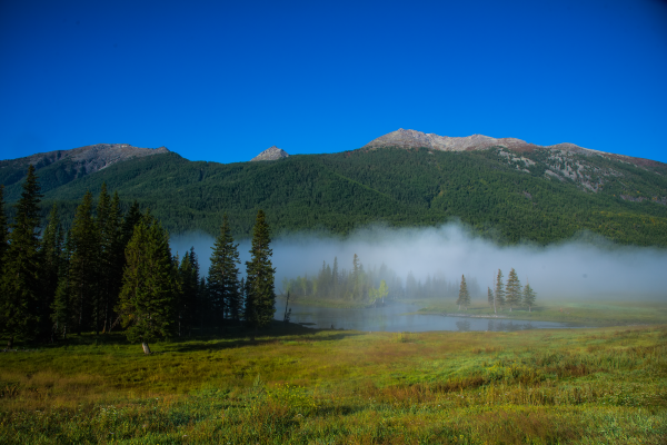 智慧林业是什么？林业信息化起源、内涵与发展现状介绍