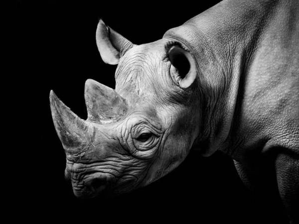 “灰犀牛”指代什么？金融领域需要引起重视的“灰犀牛”有哪些