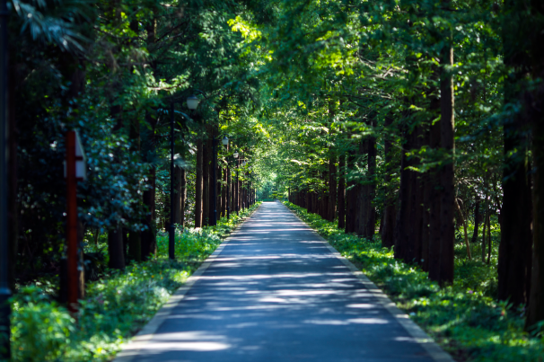 林业碳汇是什么？怎么交易？碳交易市场林业碳汇项目一览