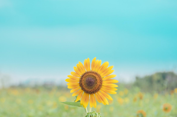 什么是田园综合体？内涵、建设模式及产业体系介绍