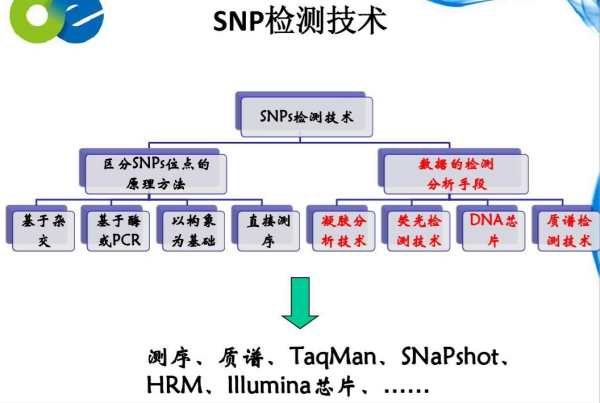 什么是SNP？检测方法有哪些？应用领域介绍