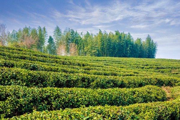 什么是产业带？特征有哪些？