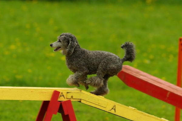 宠物服务行业有前途吗？相关政策梳理