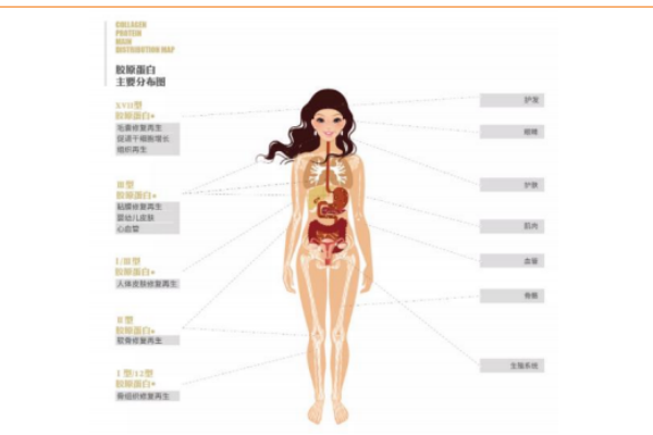 什么是胶原蛋白？应用领域有哪些？主要功能介绍