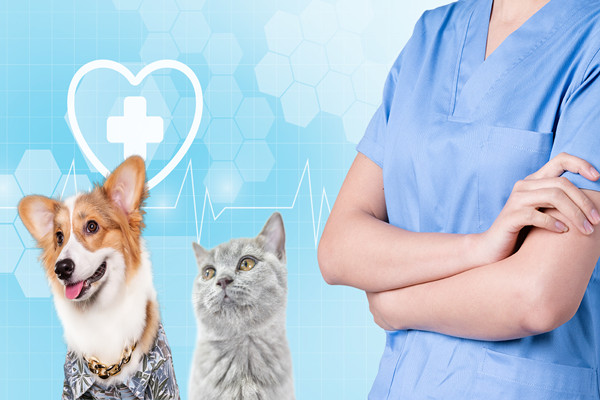 宠物医疗上市公司有哪些？十大排名介绍