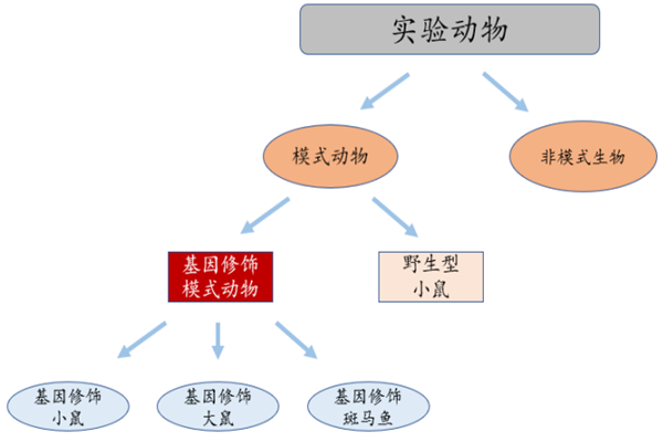 什么叫模式动物？模式动物有哪些？上市公司一览