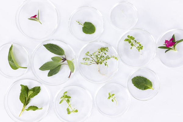 什么是无土栽培？无土栽培的优点、分类及发展历程一览