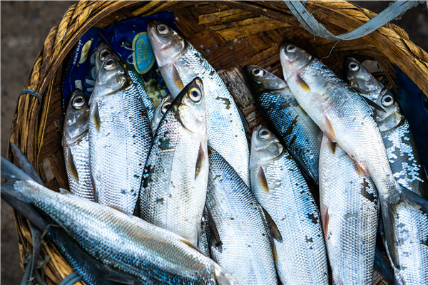 2021年我国水产品产量，历年水产品产量数据