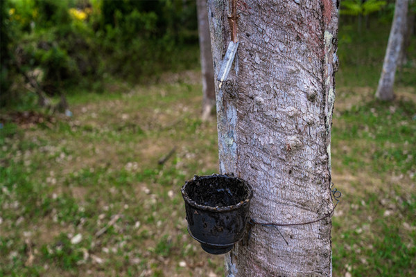 什么是天然橡胶期货？影响天然橡胶期货变动因素有哪些？