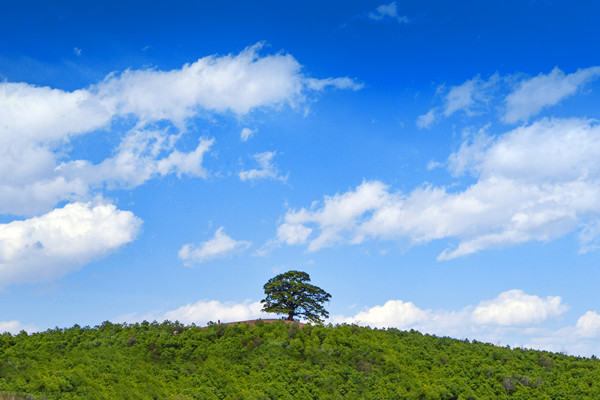 什么是生态修复？什么是生态恢复？两者的区别有哪些？