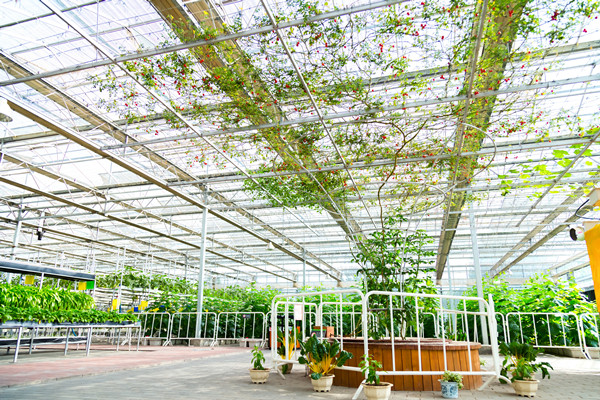 什么是会展农业？主要类型及作用介绍