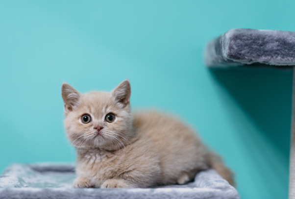 什么是虚拟宠物？有哪些类型？电子宠物发展史介绍