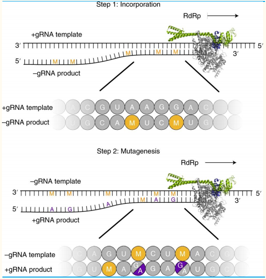 Molnupiravir分子结构图