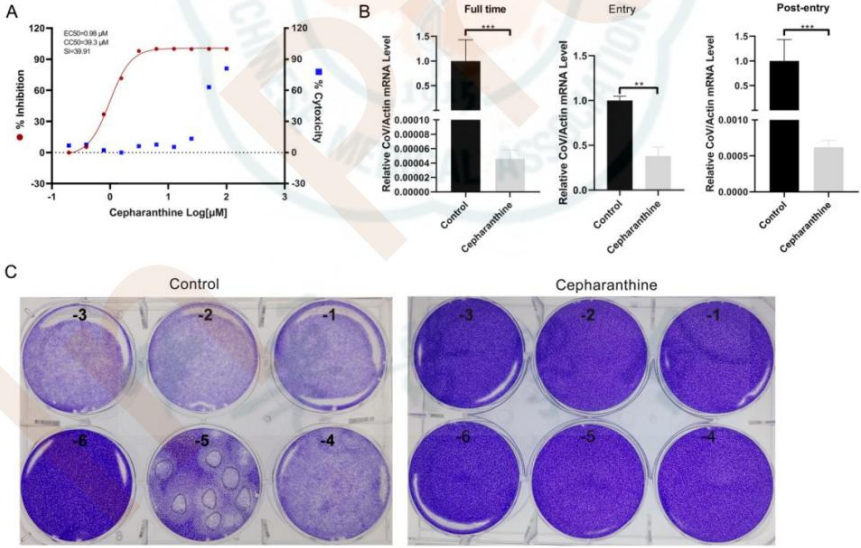 千金藤素体外试验抑制病毒复制效果显著