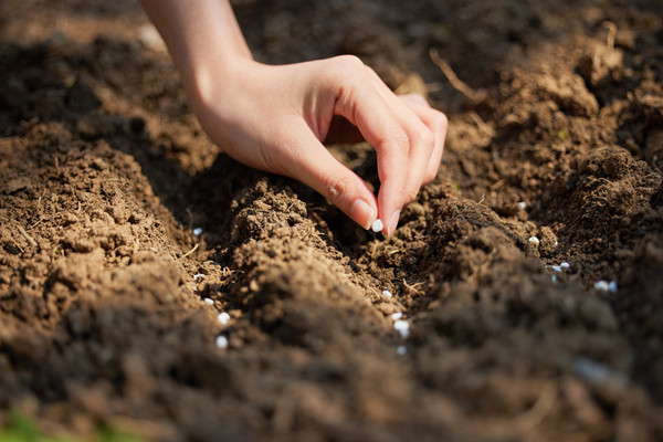 特色农业 特色农业