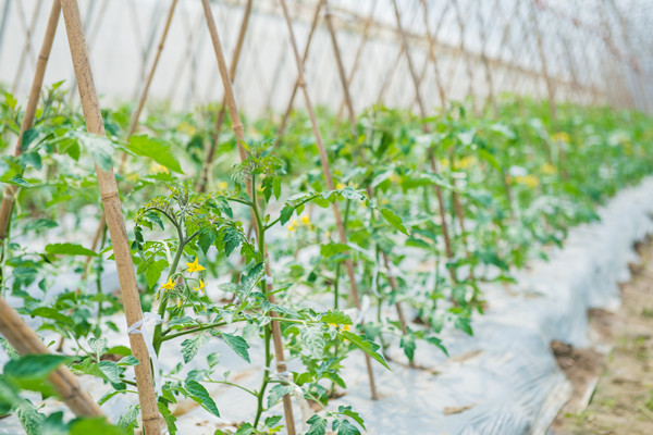 生态循环农业 生态循环农业