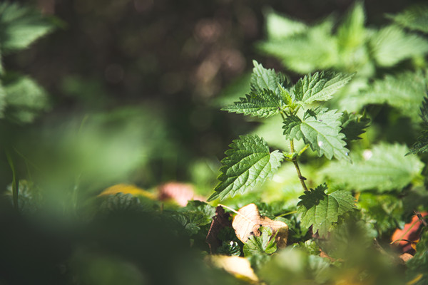 植物净化